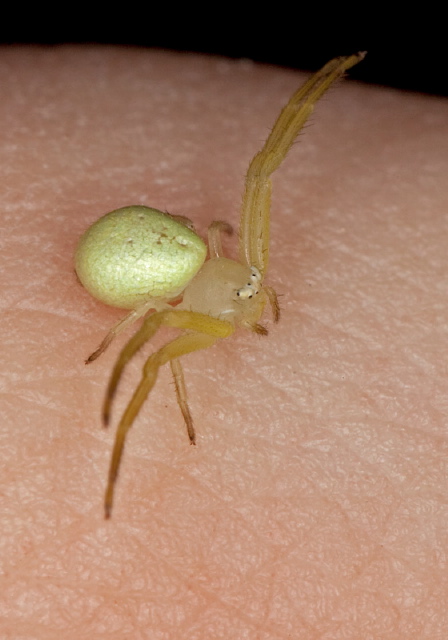 Mecaphesa sp.? Thomisidae