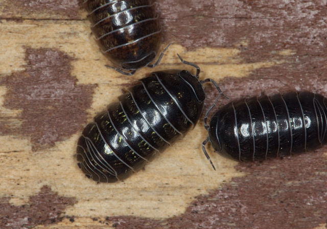 Armadillidium vulgare Armadillidiidae