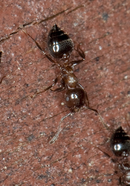 Crematogaster sp. Formicidae