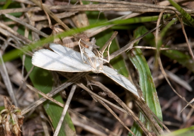 Lomographa vestaliata? Geometridae