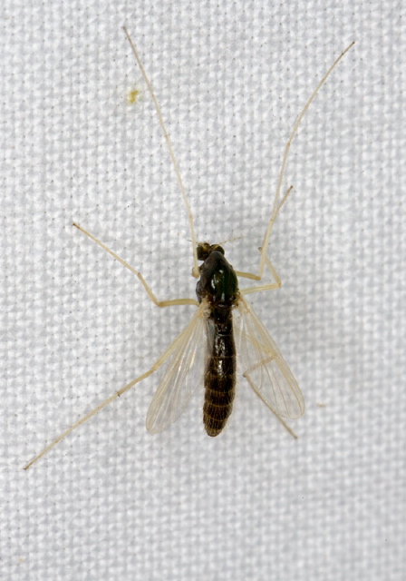 Phaenopsectra flavipes? Chironomidae