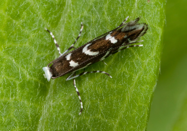 Parectopa robiniella Gracillariidae