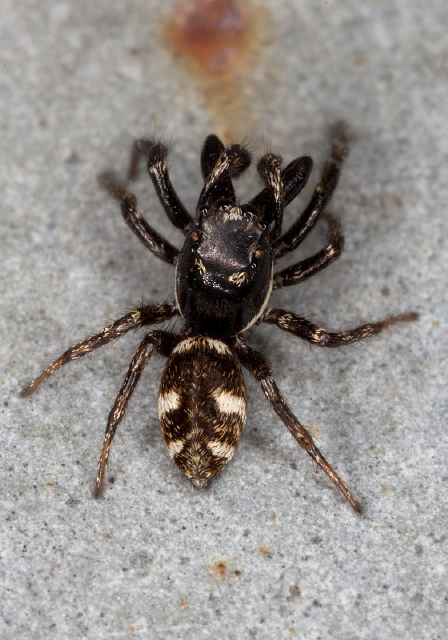 Salticus scenicus Salticidae