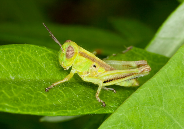 Melanoplus bivittatus? Acrididae