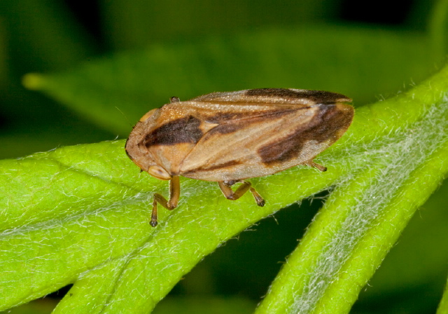 Philaenus spumarius Cercopidae