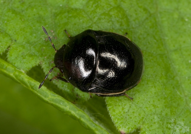 Corimelaena lateralis? Thyreocoridae