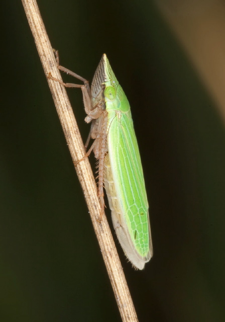 Draeculacephala sp. Cicadellidae