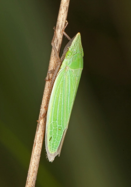 Draeculacephala sp. Cicadellidae