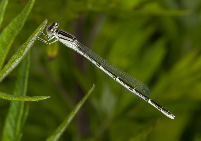 Ischnura verticalis? Coenagrionidae