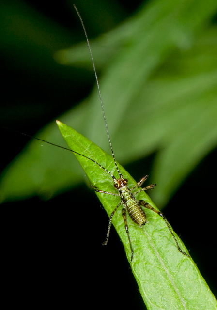 Phaneroptera nana Tettigoniidae