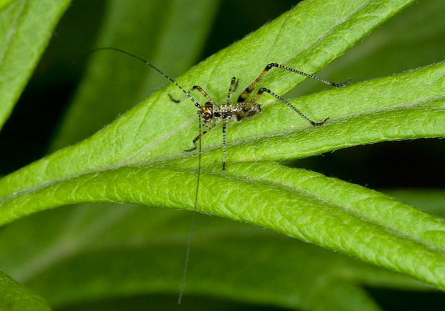 Phaneroptera nana Tettigoniidae