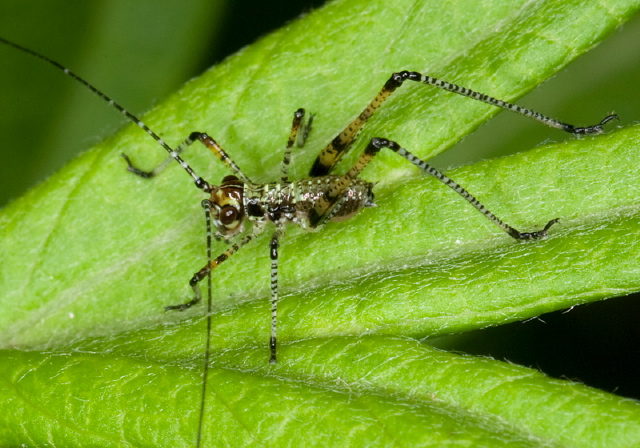 Phaneroptera nana Tettigoniidae