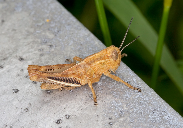 Melanoplus differentialis? Acrididae