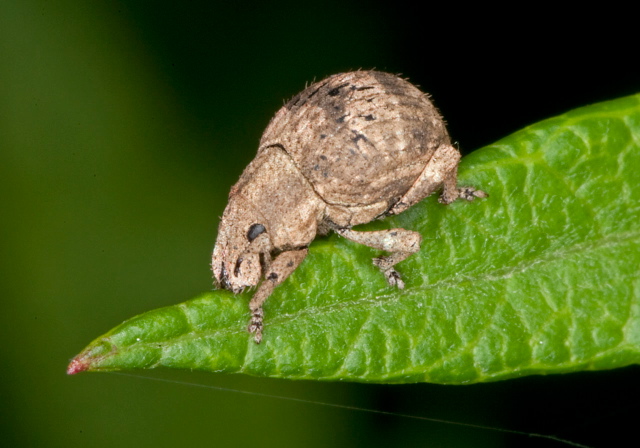 Pseudocneorhinus bifasciatus Curculionidae