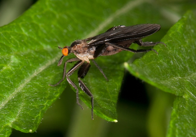 Rhamphomyia longicauda Empididae