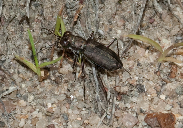 Cicindela punctulata Carabidae