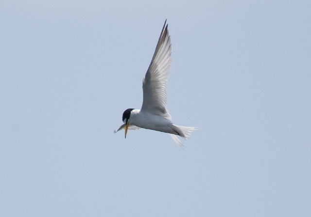 Sterna antillarum Sternidae