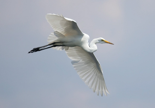 Egretta thula Ardeidae