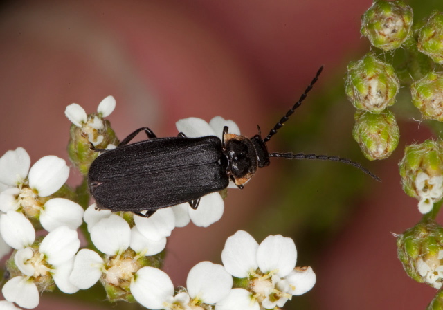 Polemius laticornis Cantharidae