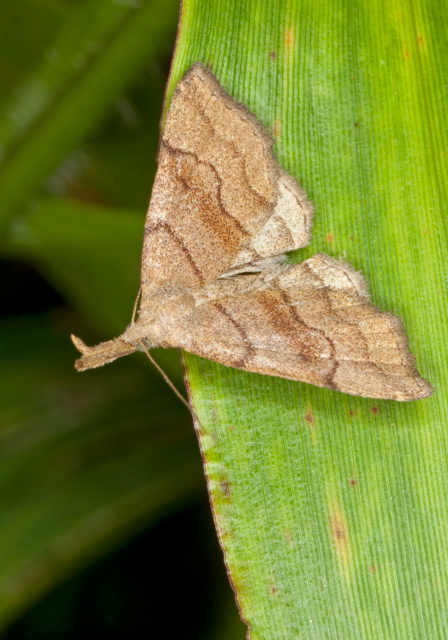 Phalaenostola metonalis Erebidae