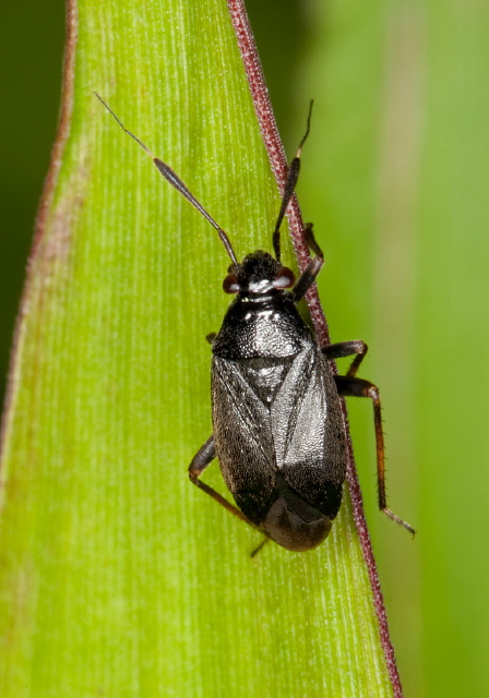 Capsus Miridae