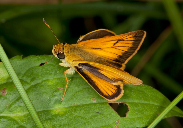 Anatrytone logan Hesperiidae