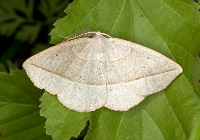 Eusarca confusaria Geometridae