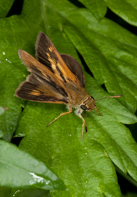 Polites mystic Hesperiidae