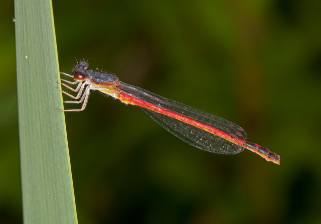 Amphiagrion saucium Coenagrionidae