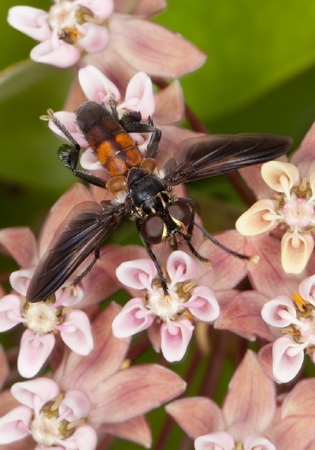 Trichopoda sp. Tachinidae