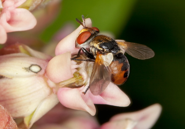 Gymnosoma sp. Tachinidae