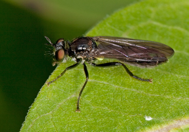   Asilidae