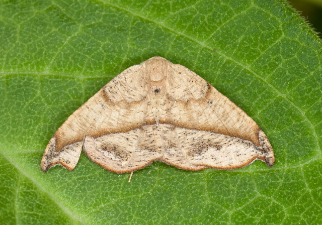 Patalene olyzonaria Geometridae