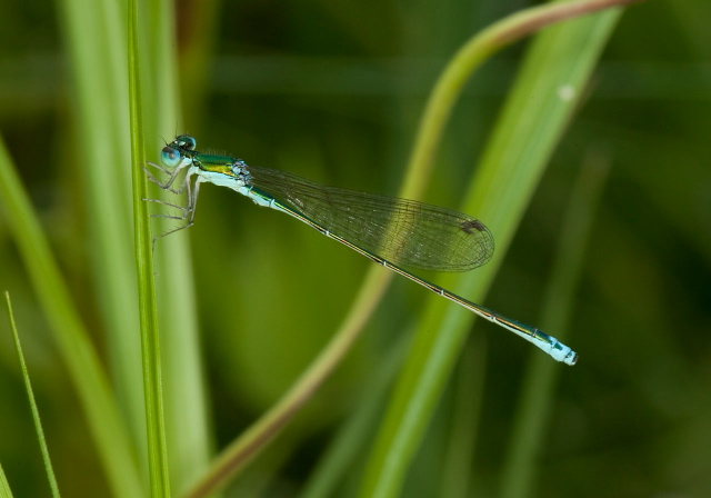 Sedge Sprite Coenagrionidae