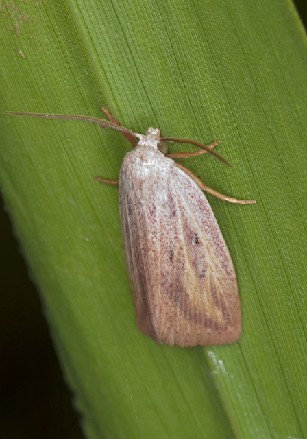 Amolita roseola Erebidae