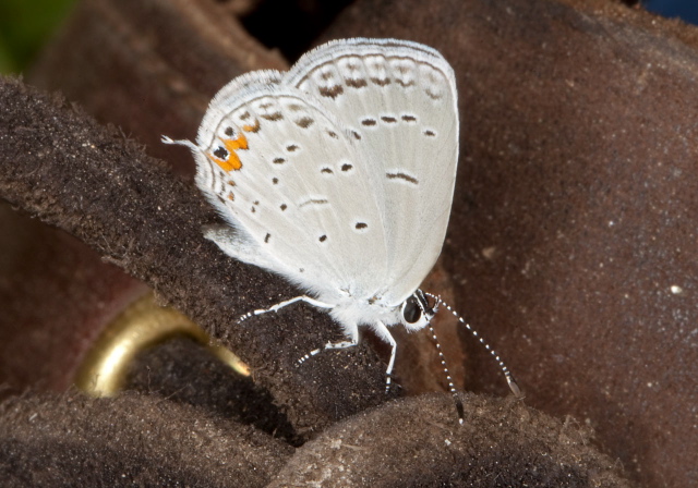 Everes comyntas Lycaenidae