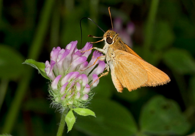 Anatrytone logan Hesperiidae