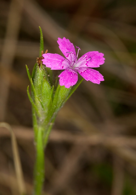 Dianthus armeria L. Caryophyllaceae