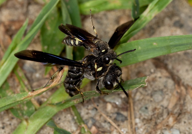 Cerceris fumipennis Crabronidae