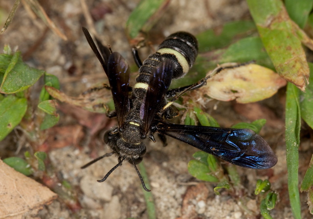 Cerceris fumipennis Crabronidae