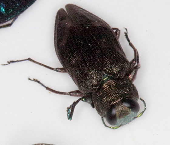 Chrysobothris sexsignata? Buprestidae