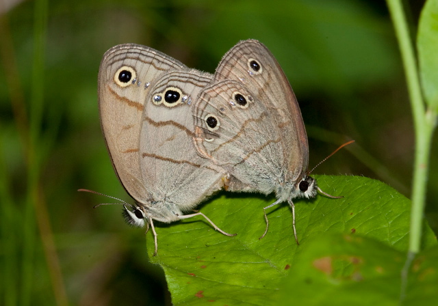 Megisto cymela Nymphalidae