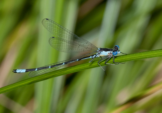 Chromagrion conditum Coenagrionidae