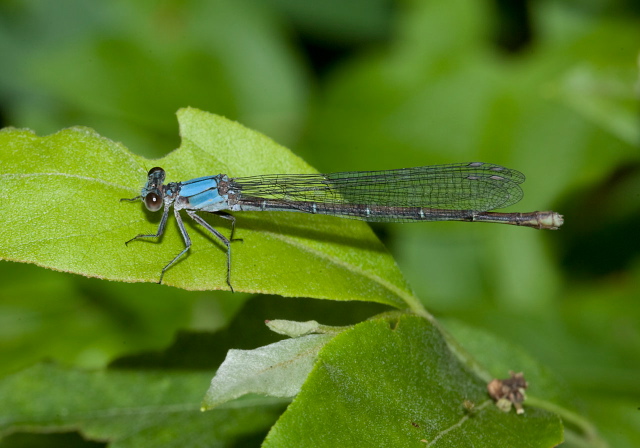 Argia moesta Coenagrionidae