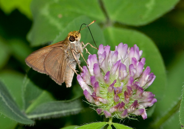 Euphyes vestris Hesperiidae