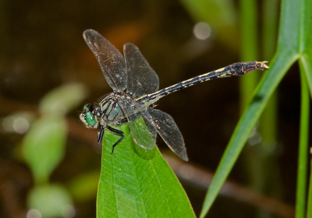 Arigomphus villosipes Gomphidae