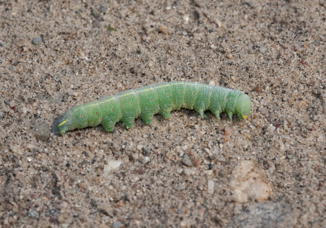 Nadata gibbosa Notodontidae