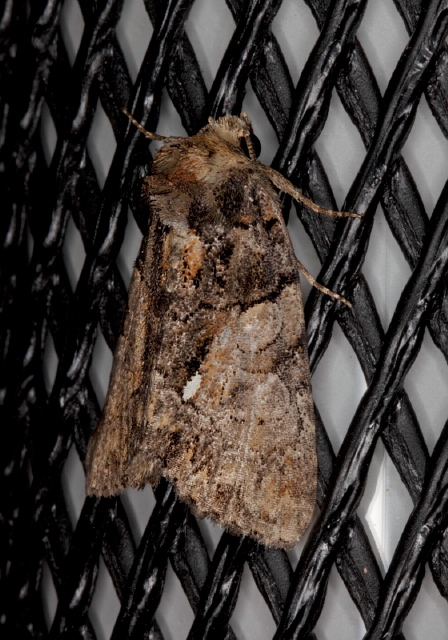 Chytonix palliatricula Noctuidae