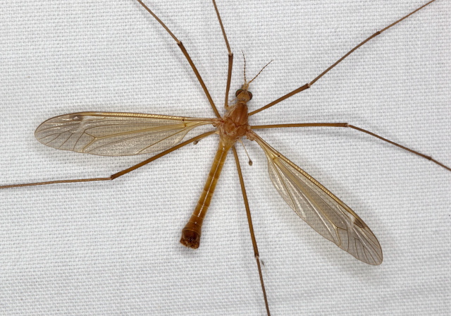 Tipula (Lunatipula) duplex Tipulidae