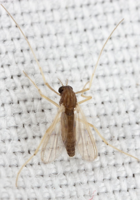 (Polypedilum Group) Chironomidae